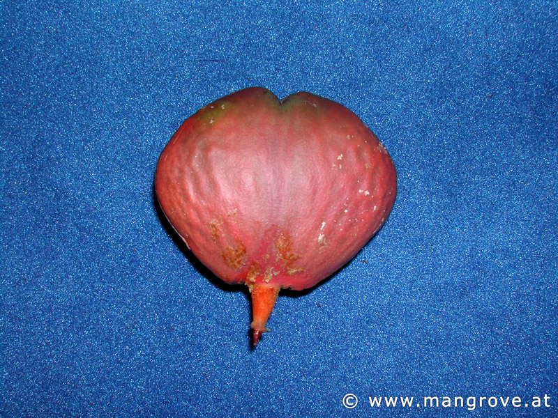 Pelliciera rhizophorae seeds